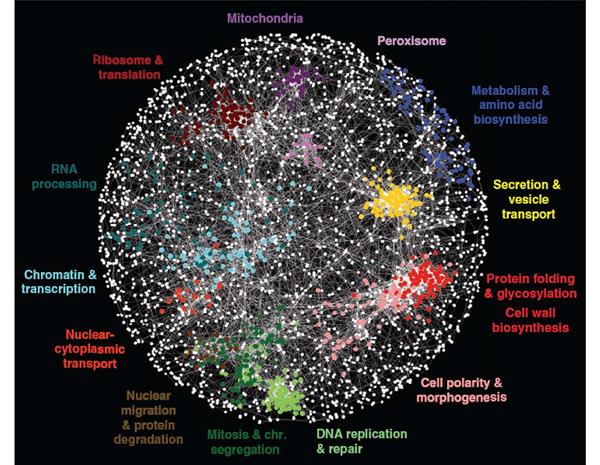 A map of interactions of genes in the yeast cell