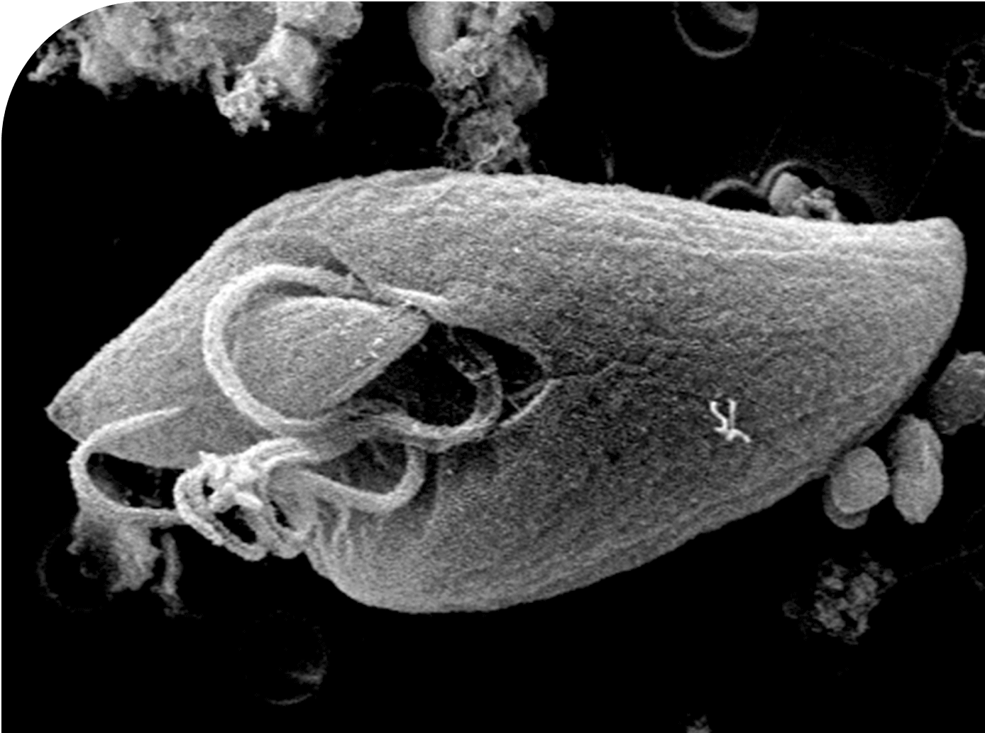 Marine microbe Oxyrrhis marina