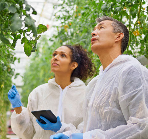 Two researchers, one a black woman, the other an asian man, look at a tree in a greenhouse. They are wearing blue latex gloves and white protective suits. The woman researcher is holding a tablet