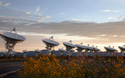 Flowers accompanying the Very Large Array on the Plains of San Agustin, NM.