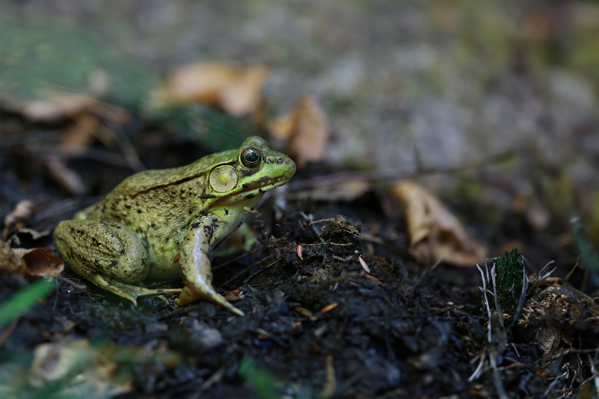 Green Frog