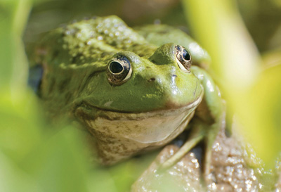 Green frog