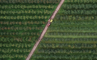 Green fields with a road in the middle from bird's eye view
