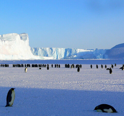 Penguins at the Arctic.
