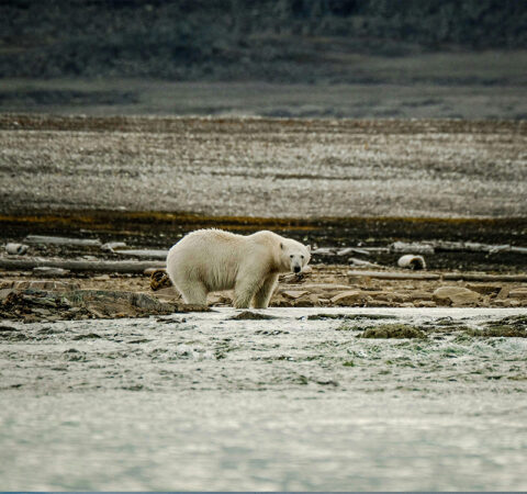 Bear at the Arctic looking for food. 